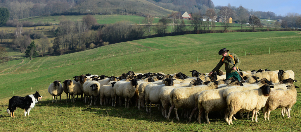 Klaus Keidel ist Nebenerwerbs-Schäfer auf einem Bauernhof in Gersfeld-Schachen in der Rhön. Nach seiner Schicht bei der Straßenmeisterei geht der Schäfer mit den Hunden zu seiner Rhönschafherde. In der Hand hält er seinen Schäferstab. Schäfer Keidel kniet zwischen den Schafen und beruhigt die Herde.