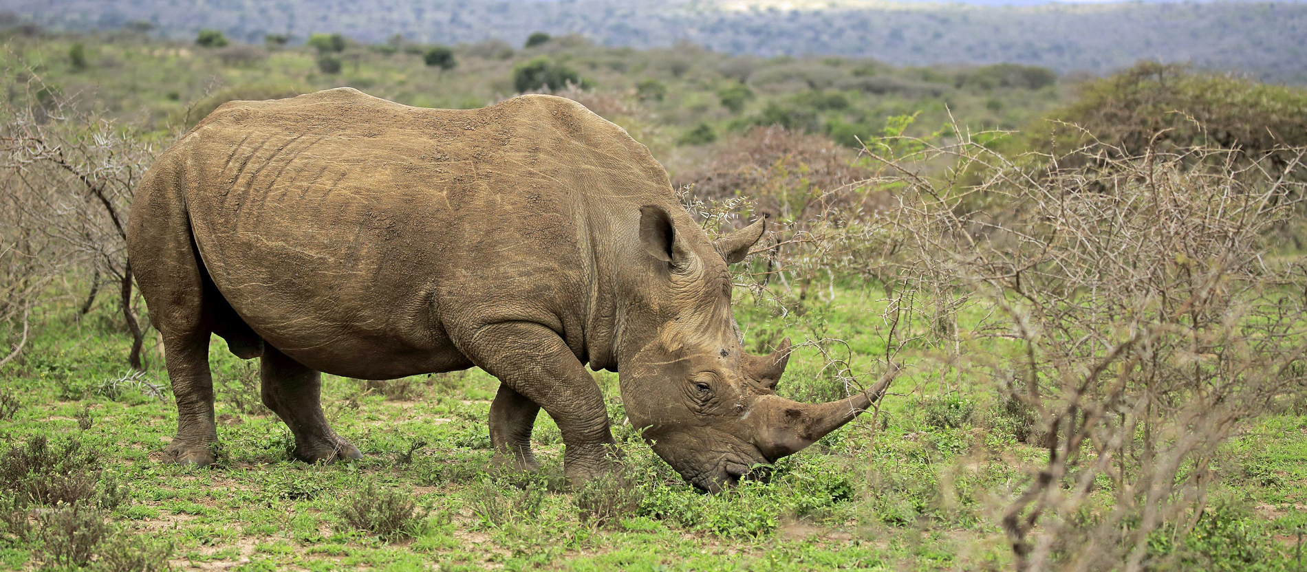 Bischof kritisiert Politiker für Nashorn-Tweet