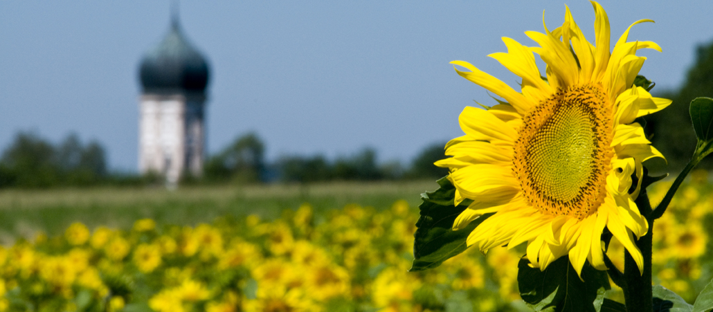 Ein Feld mit Sonnenblumen, im Hintergrund eine Kirche.