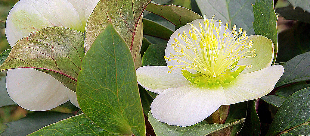 christrose
