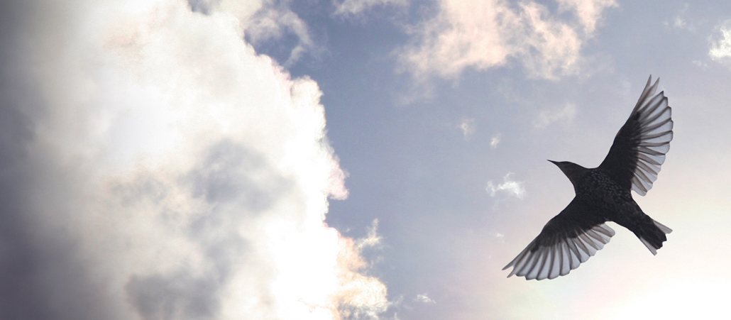 Eine Taube fliegt durch den Himmel.