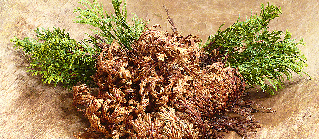 Rose von Jericho