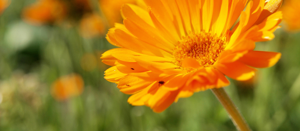Ringelblume