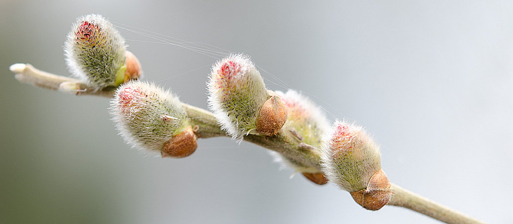 Ein Zweig mit Knospen.
