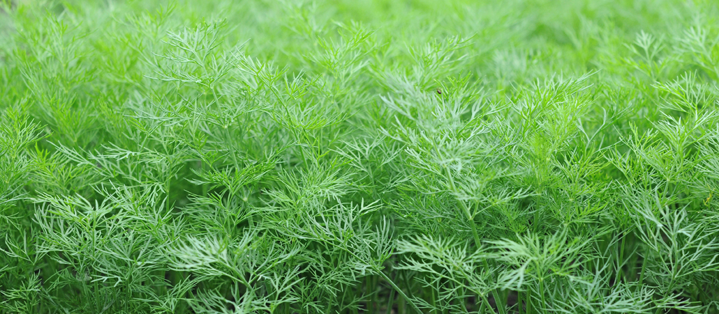 Dill