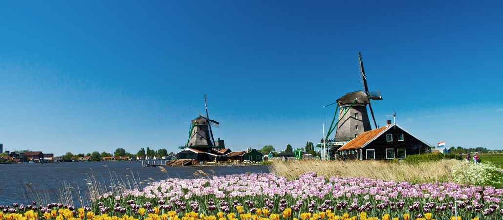 Windmühlen und Tulpenfelder in Holland.