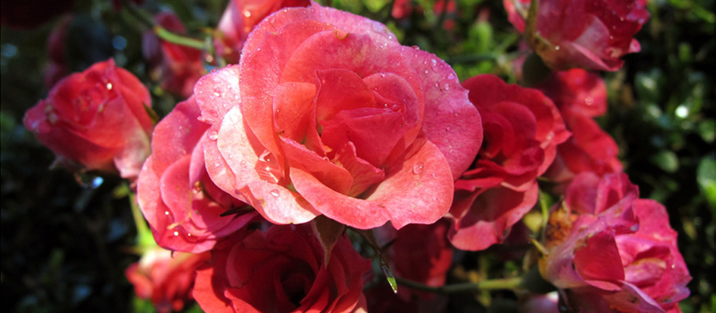 Rose
