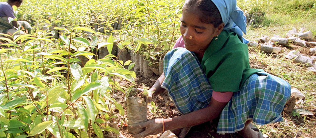 Arbeiterin auf einer Teeplantage in Indien.