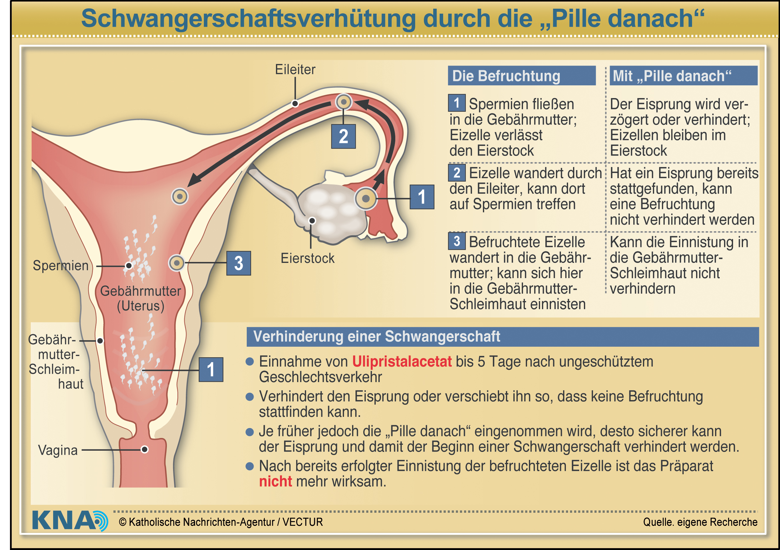 Schwangerschaftsverhütung durch die 