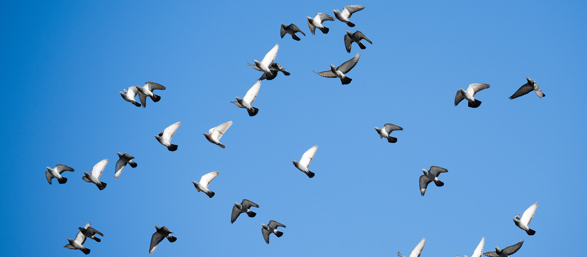 Viele Tauben fliegen im blauen Himmel.