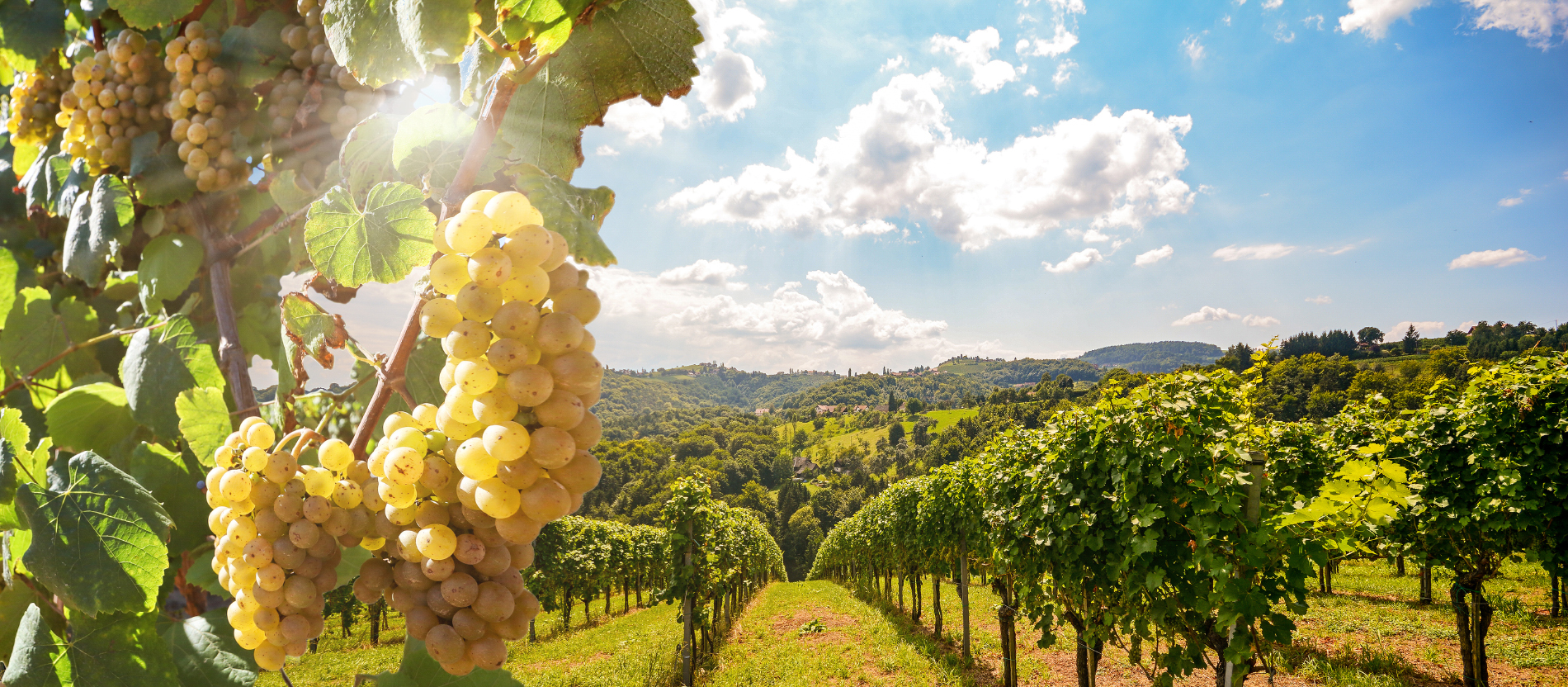 wein