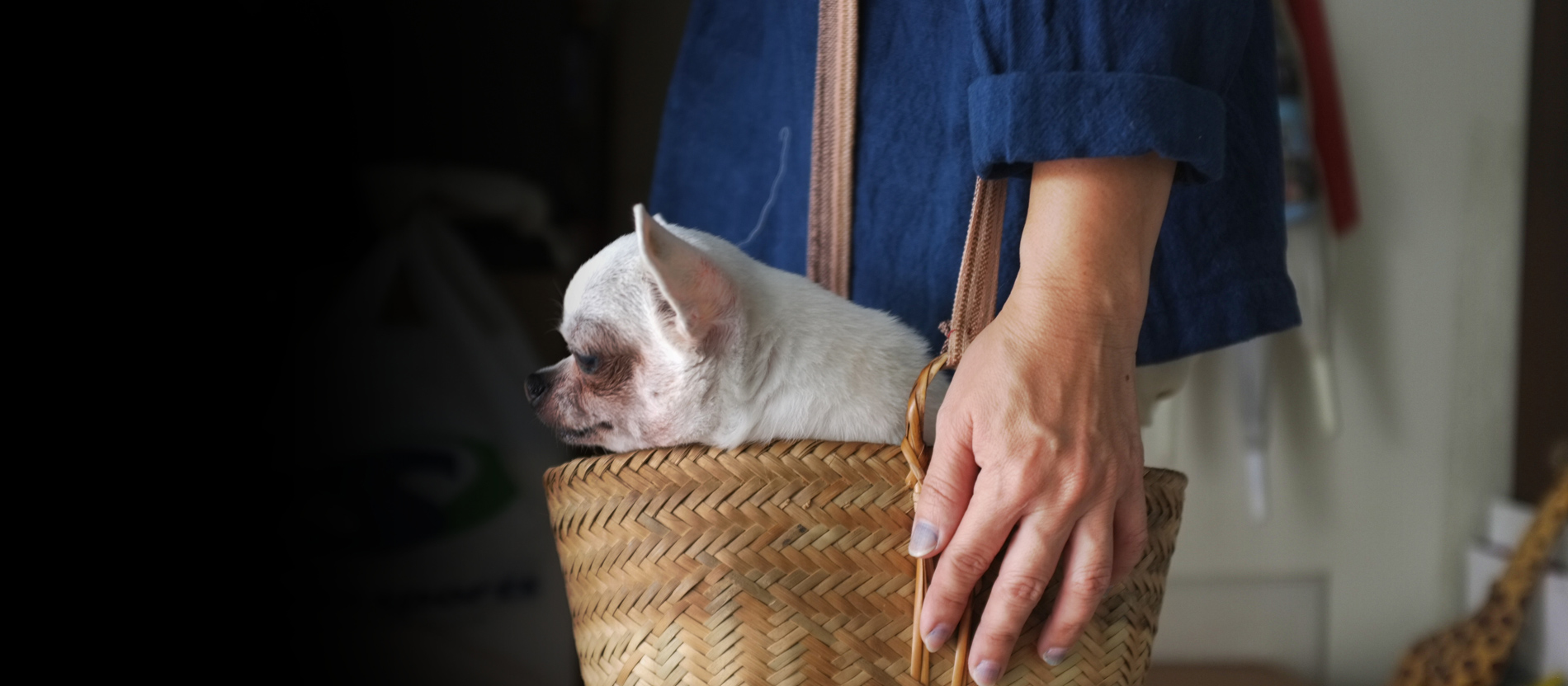 Ein Chihuahua wird in einem Körbchen getragen