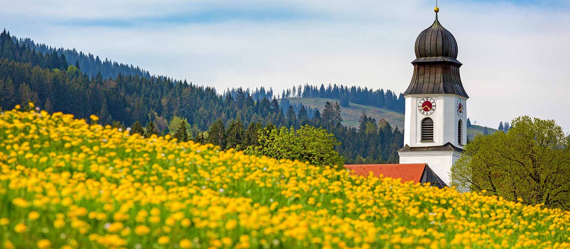 Eine Wiese voller Löwenzahn vor einer Kirche.