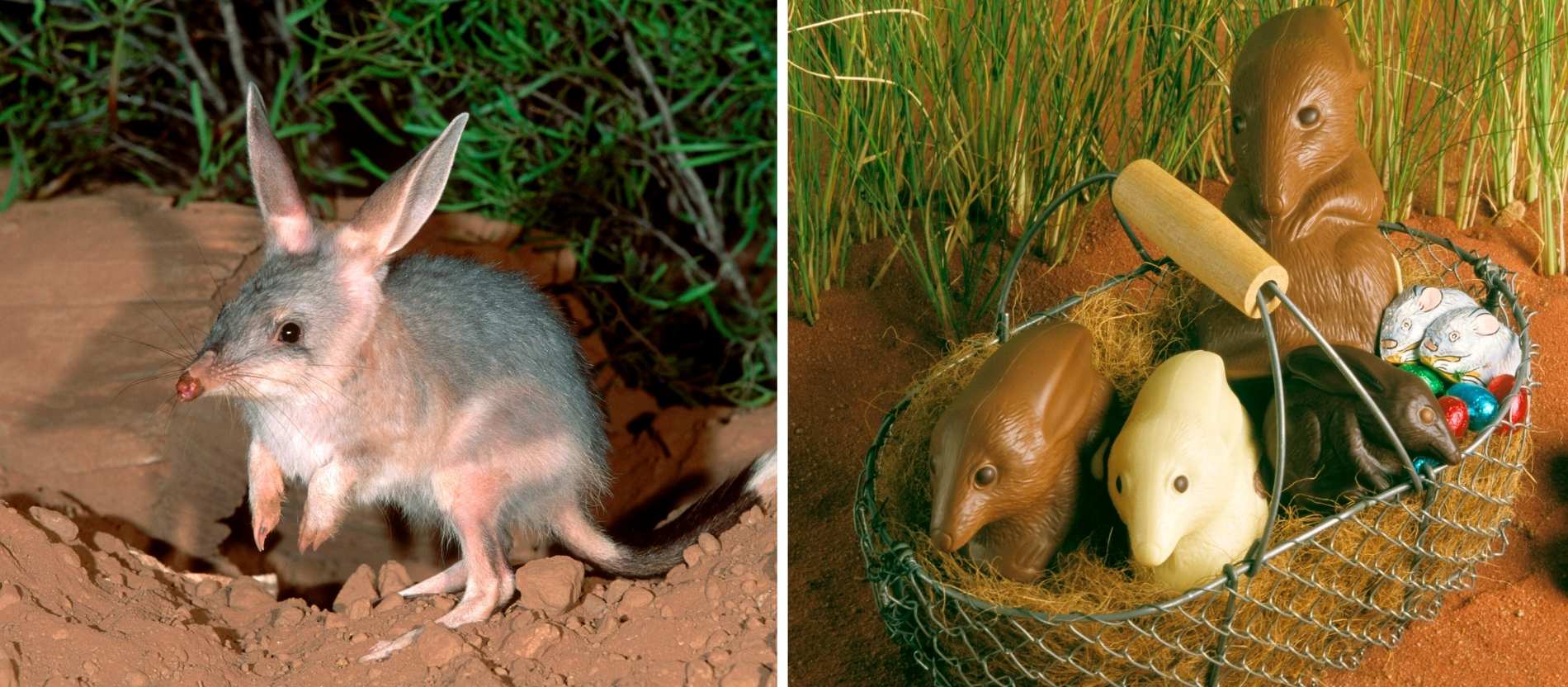 In Australien bringt zu Ostern nicht der Osterhase die Eier, sondern der Bilby.