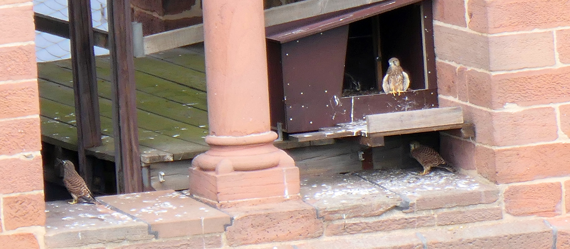 Drei Jungfalken auf dem Speyerer Dom