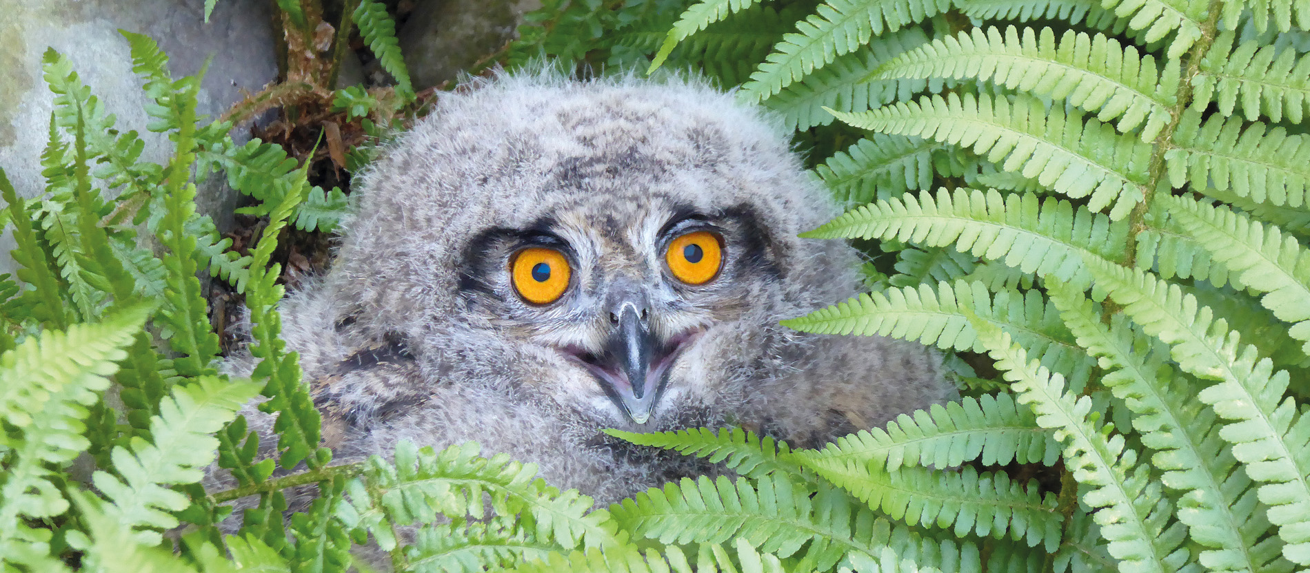Ein Domuhu-Küken