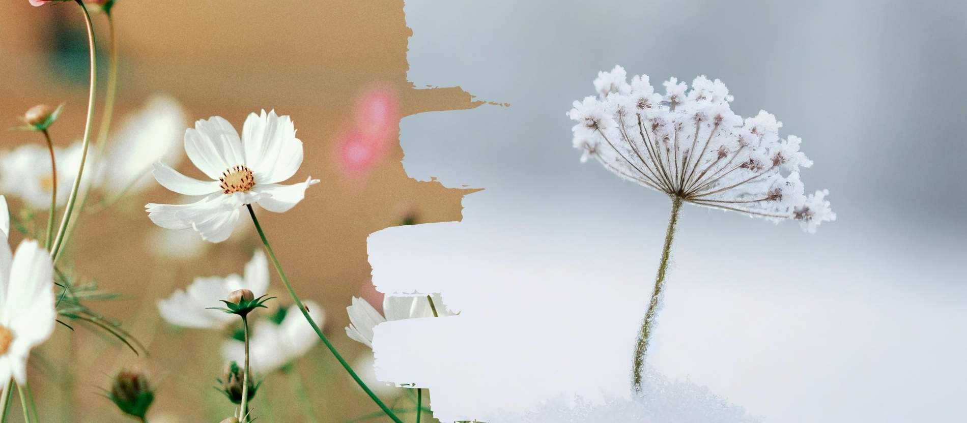 Eine Blume im Frühling und eine im Schnee