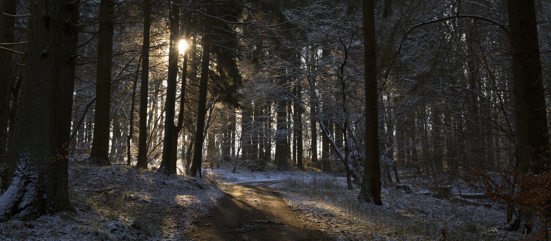 Herbstlicher Wald mit Sonnenstrahlen