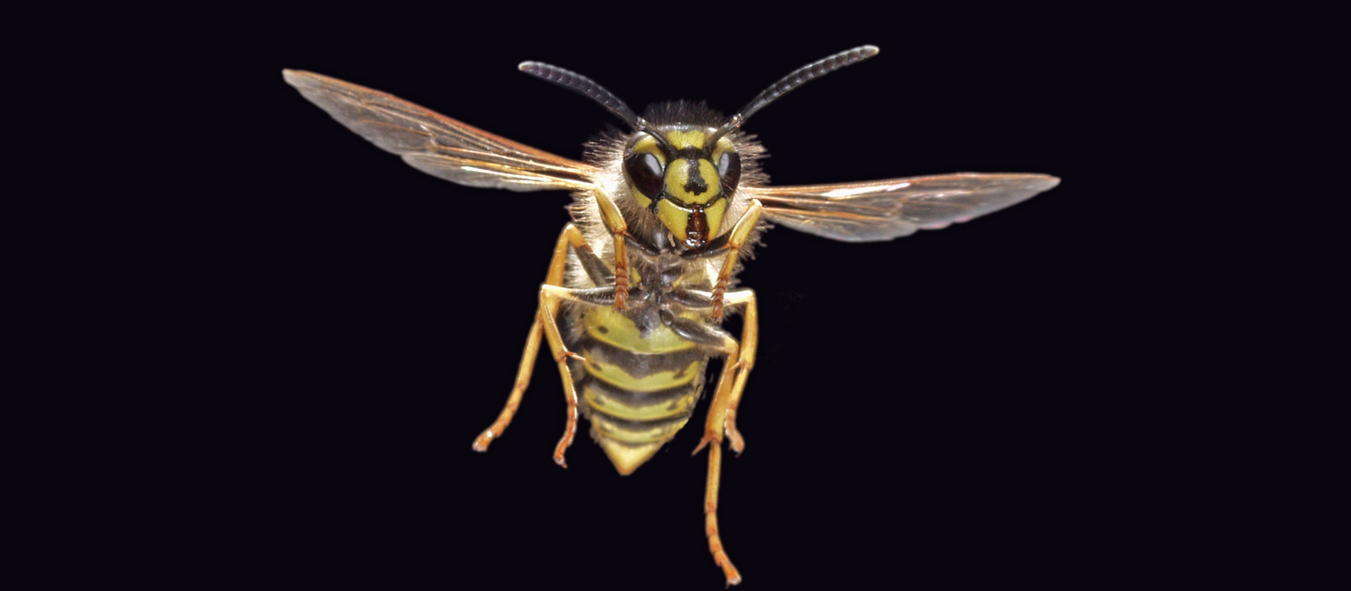 Gemeine Wespe im Flug.