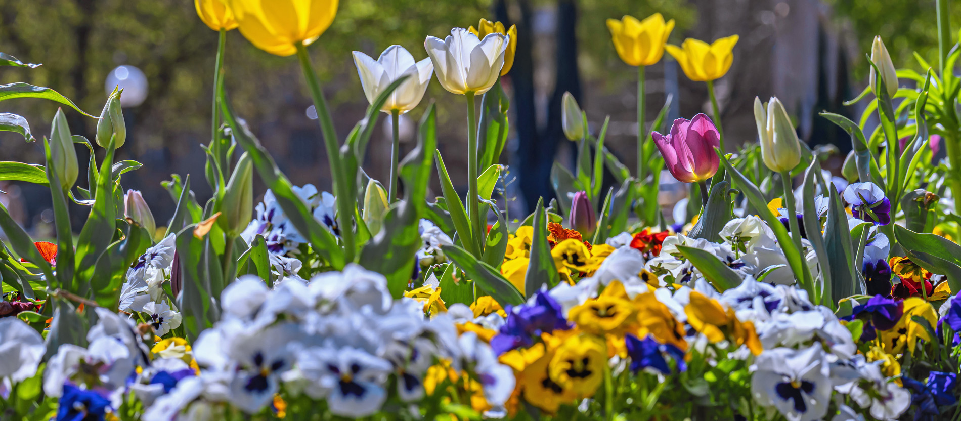 Von Aaron bis zum Satan – Biblisches in der Tier- und Pflanzenwelt