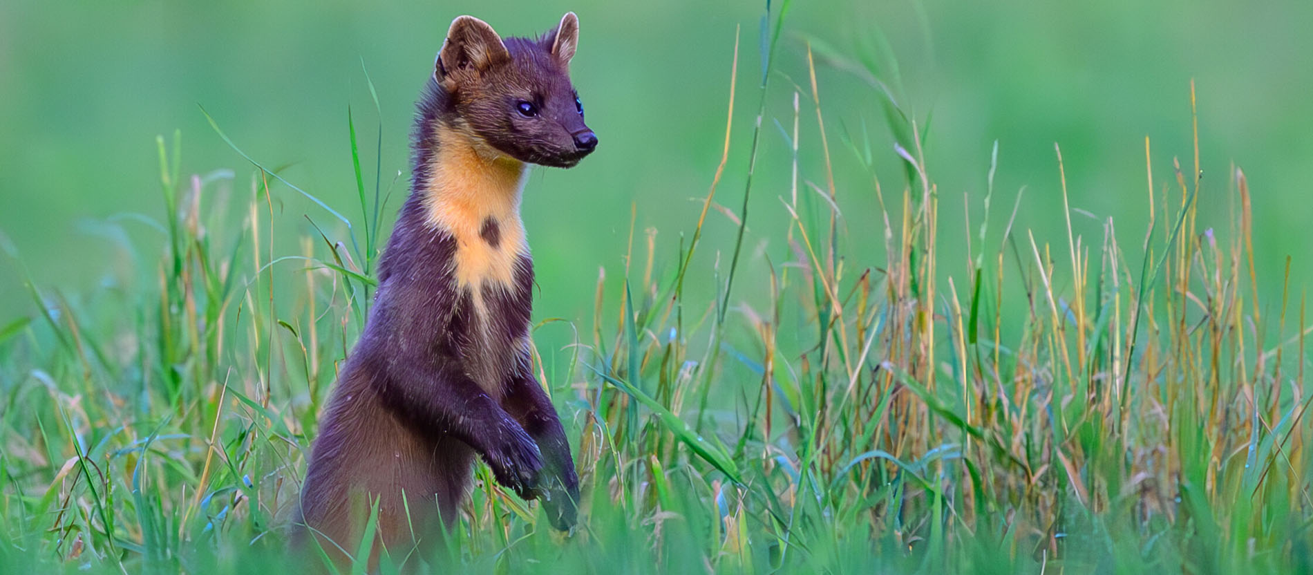 Marder vertreibt katholische Gemeinde aus ihrer Kirche