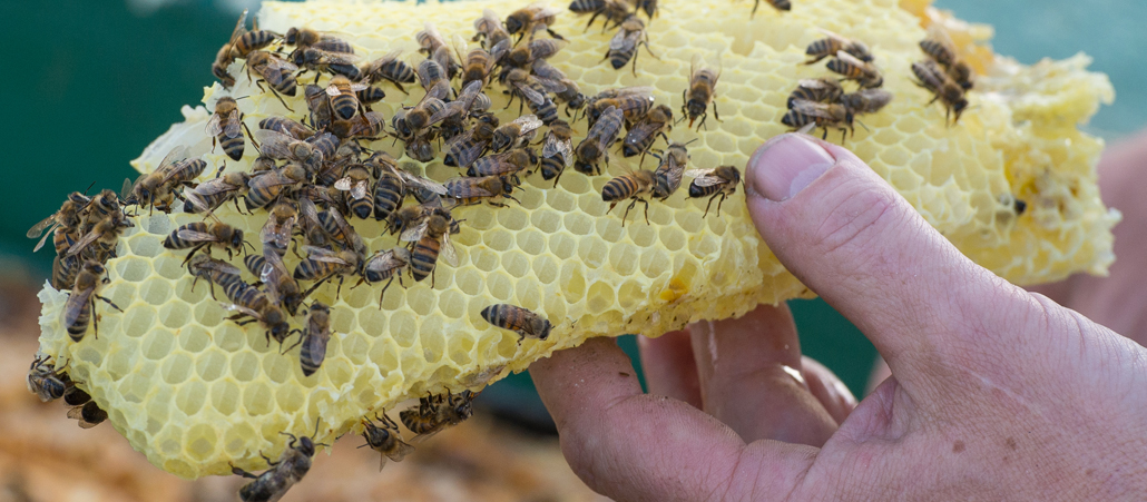 Ein Imker hält eine Wabe mit Bienen in der Hand.
