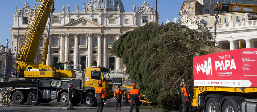 Mitarbeiter der technischen Dienste des Vatikan stellen eine bayerische Fichte als Weihnachtsbaum auf dem Petersplatz auf.