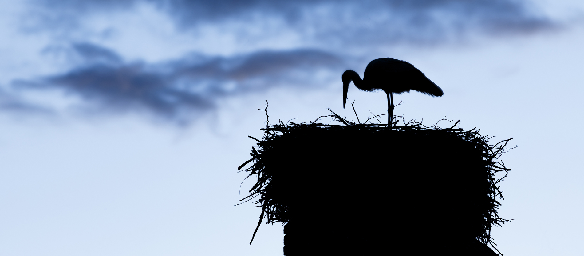 Ein Storch bewacht sein Nest.