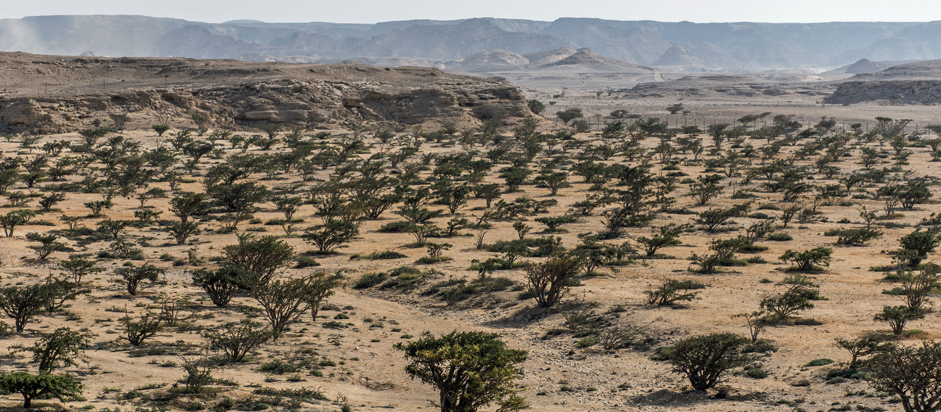 Eine Weihrauchbaum-Plantage in Oman
