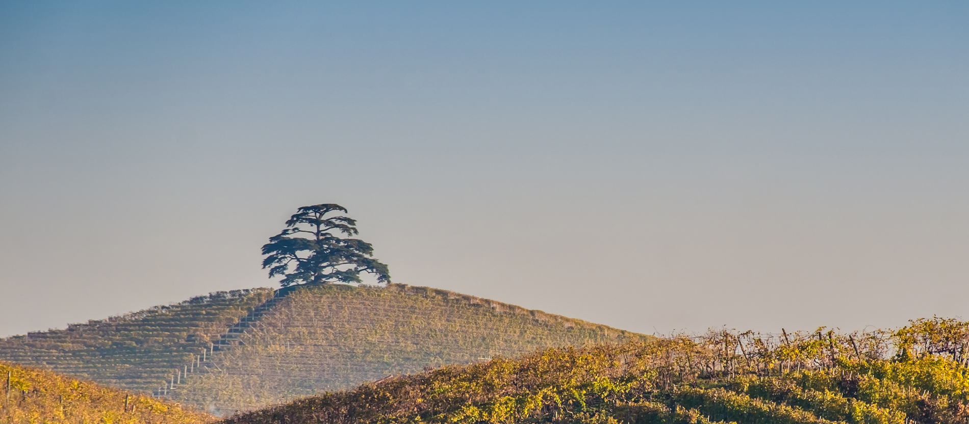 Eine libanesische Zeder steht in einem herbstlichen Weinberg im Piemont.