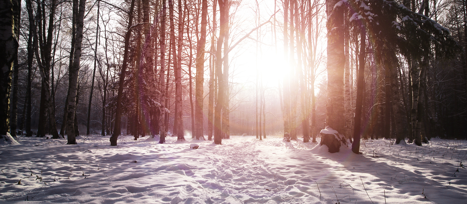 Sonnenuntergang in einem winterliche verschneiten Wald.