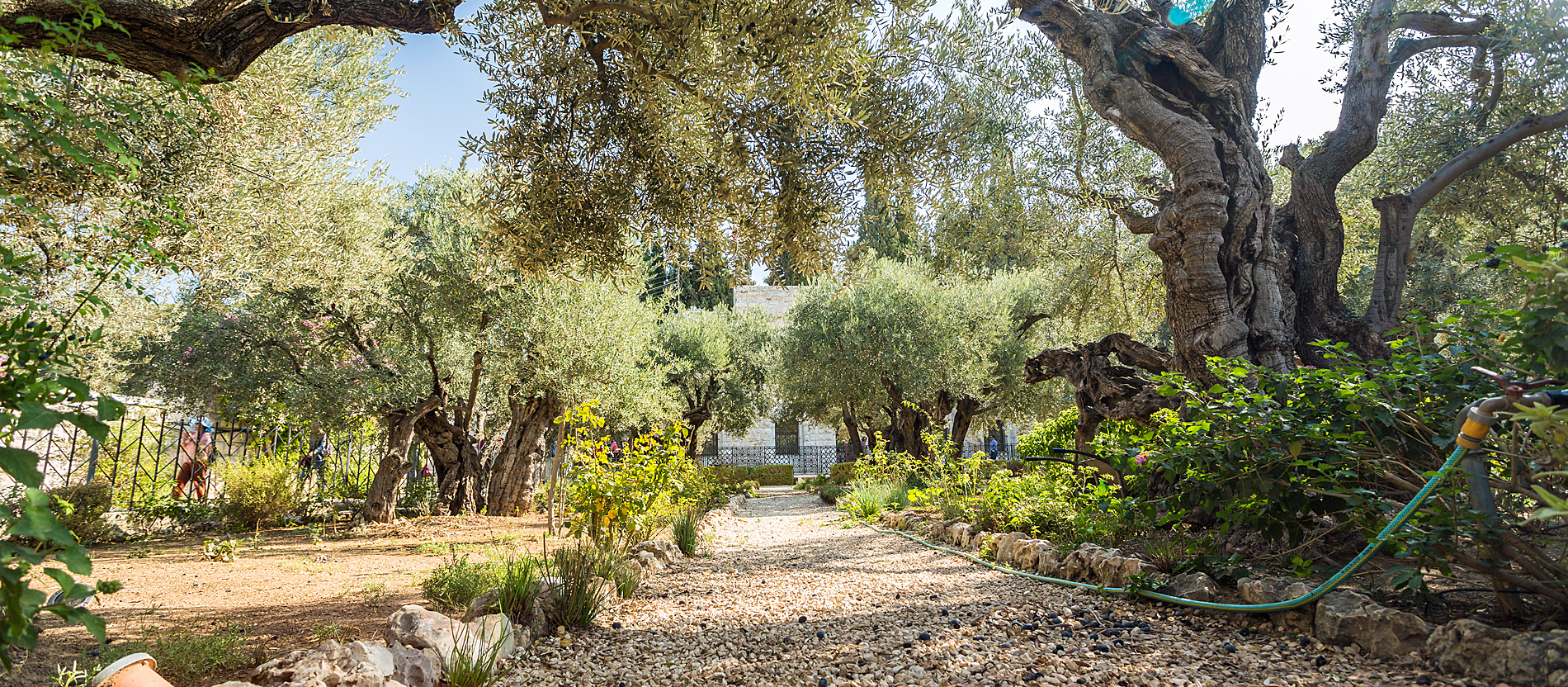 Der Garten Getsemani