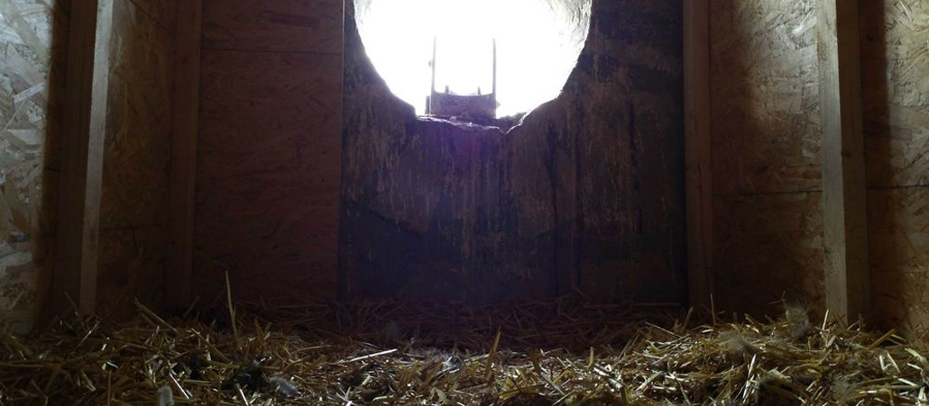Uhu-Nest bleibt leer