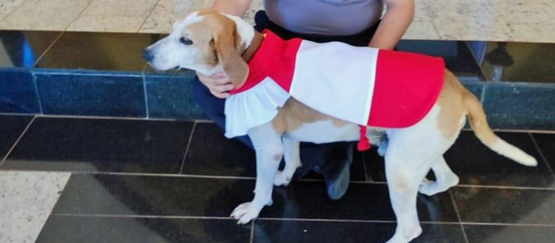 Messdiener-Hund Jhonny