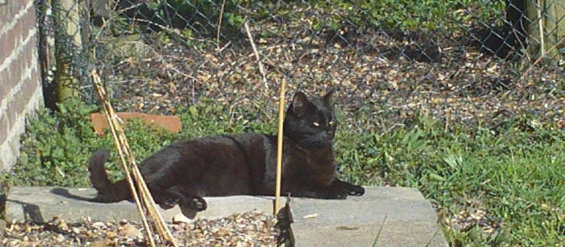Kater Frodo sonnt sich im Garten.