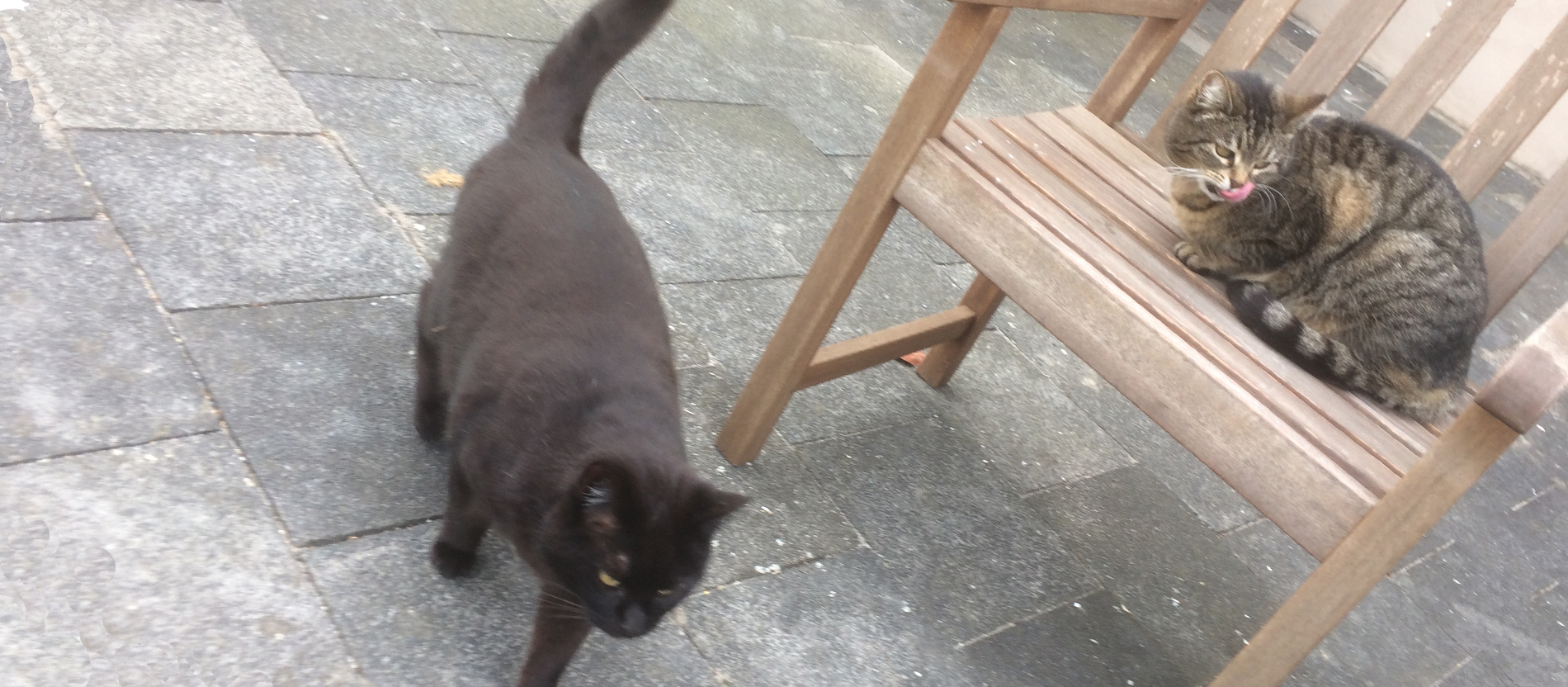 Kater Frodo (links) und Katze Lucy, die, wenn sie beobachtet werden, lieber getrennte Wege gehen.