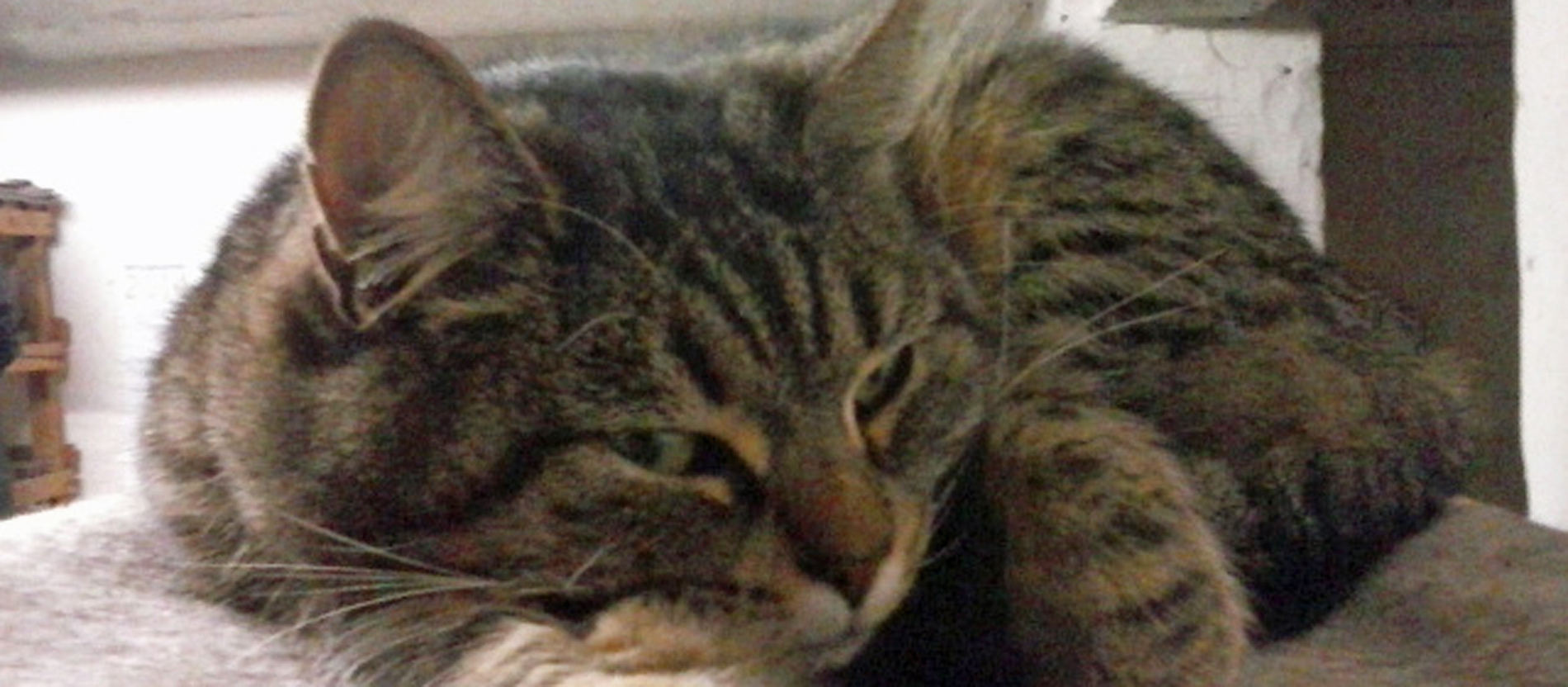 Katze Lucy ist gerne unterwegs, manchmal kommt sie tagelang nicht zurück.