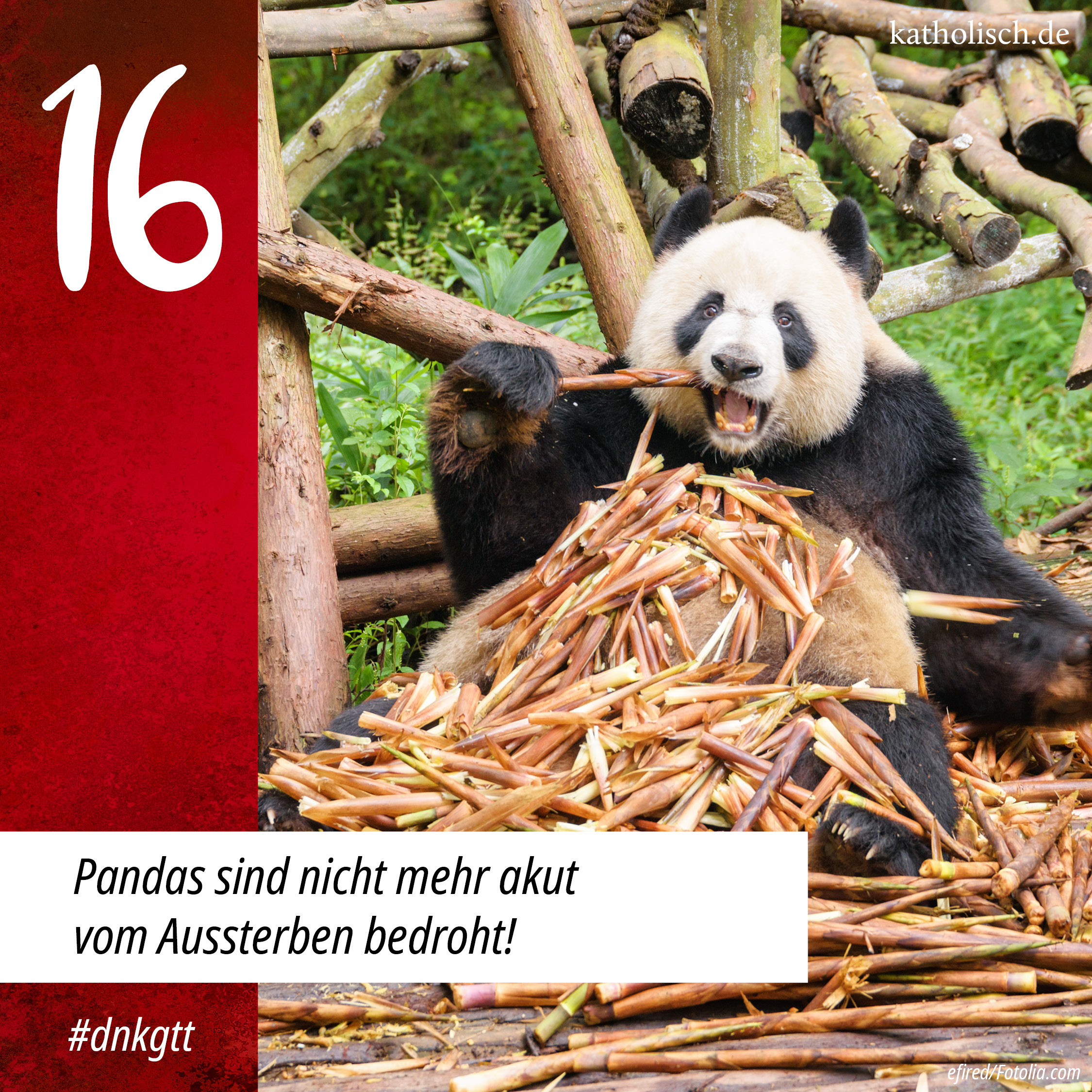 katholisch.de-Adventskalender, Türchen 16