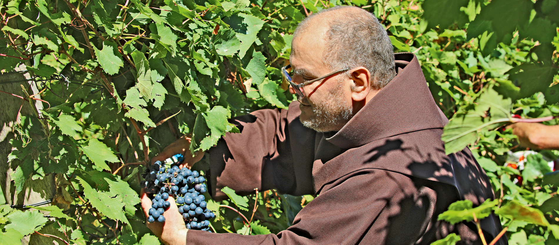 Bruder Antonio bei der Weinernte