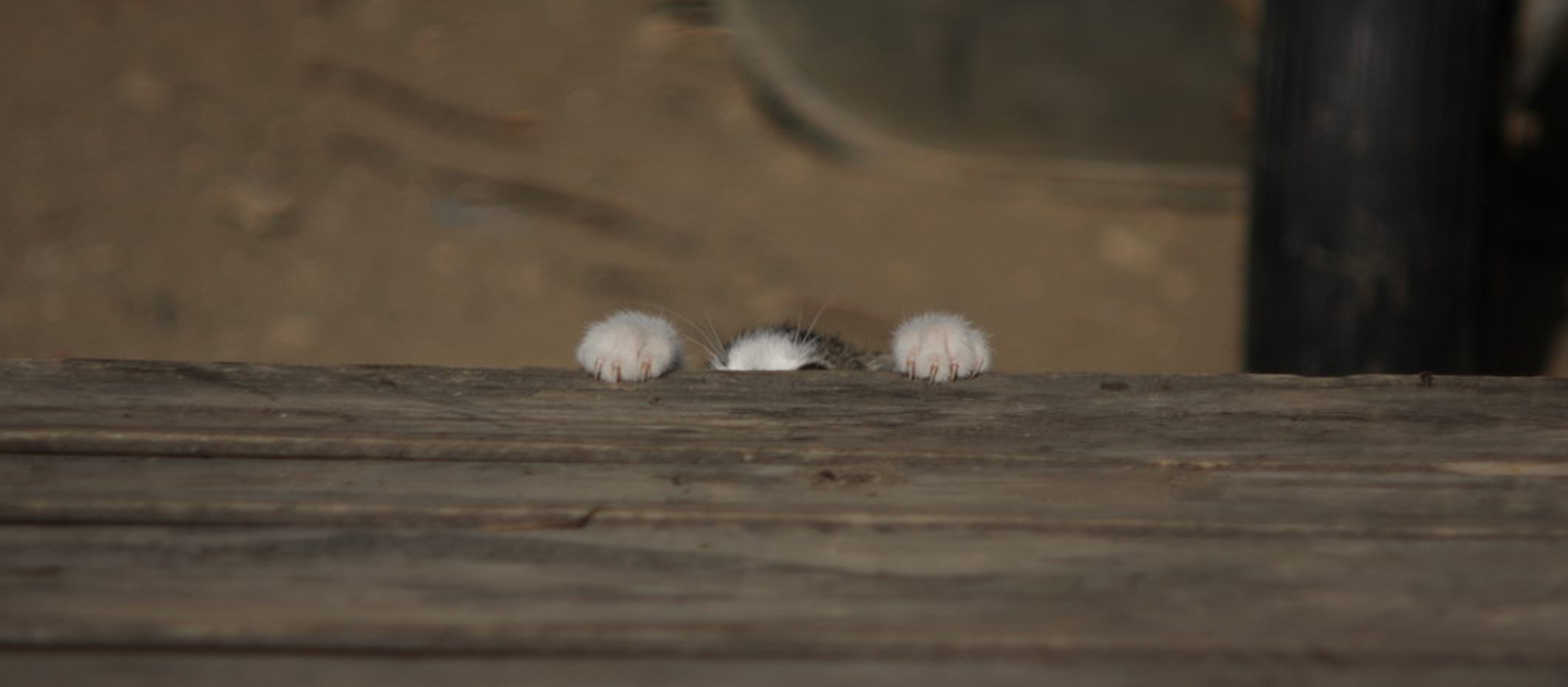 Vor Kater Titus ist nichts sicher.