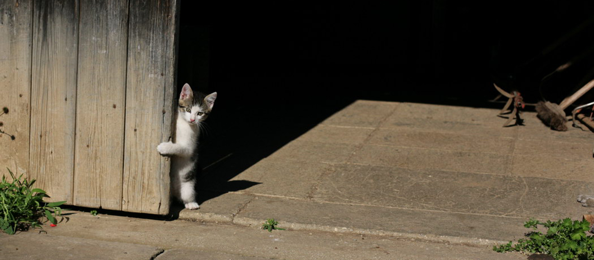 Die Katzen haben eine positive Wirkung auf die Laune, finden die Benediktinermönche.