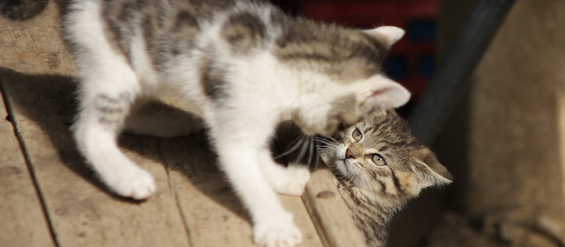 Kater Titus lauert seiner Schwester Safira sehr gerne auf.