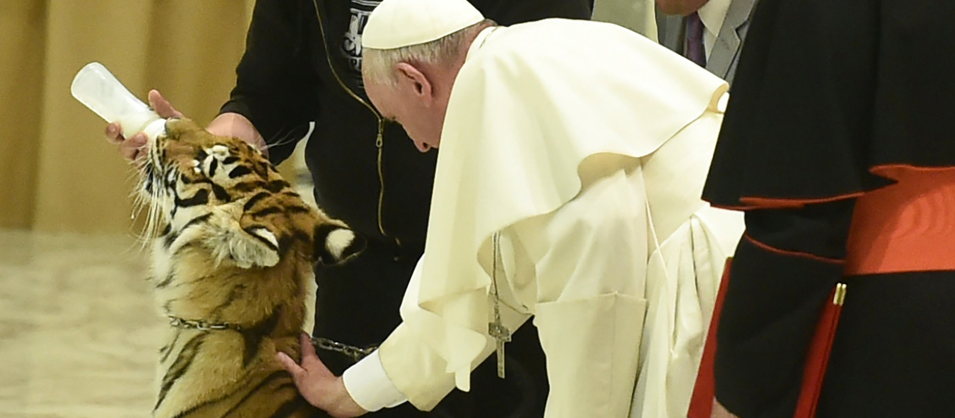 Papst Franziskus streichelt einen Tiger bei einer Audienz im Vatikan.