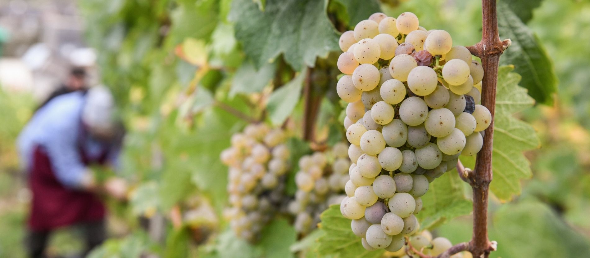 Weiße Weintrauben bei der Weinlese
