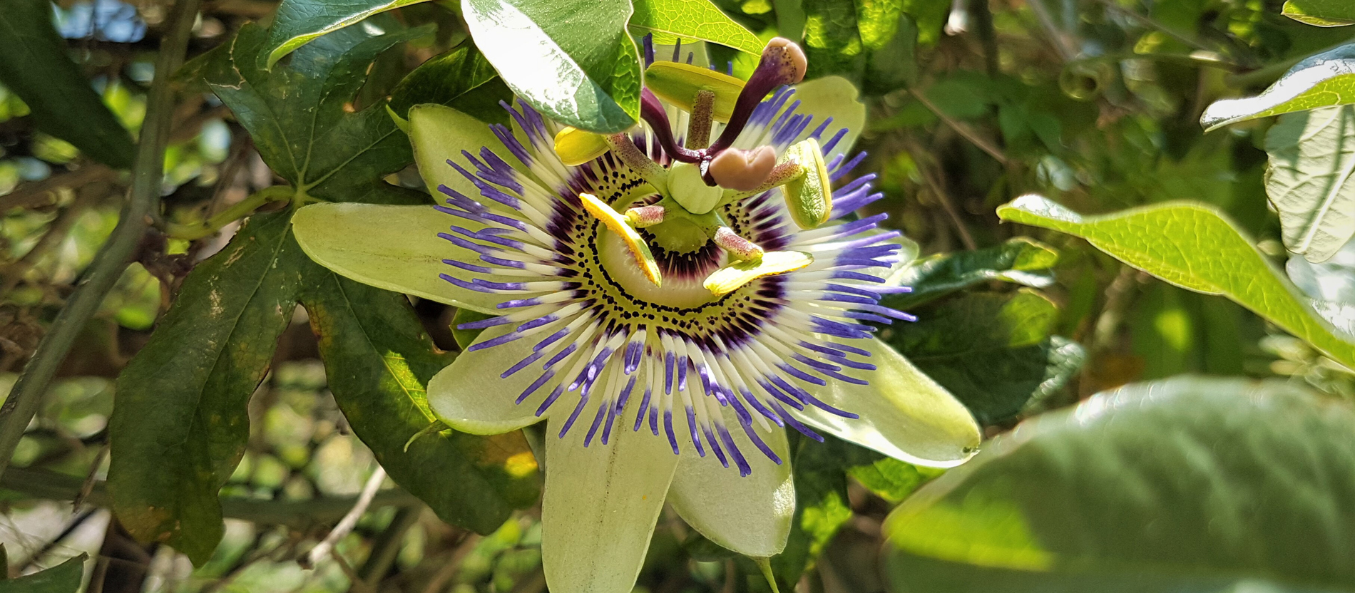 Eine Passionsblume