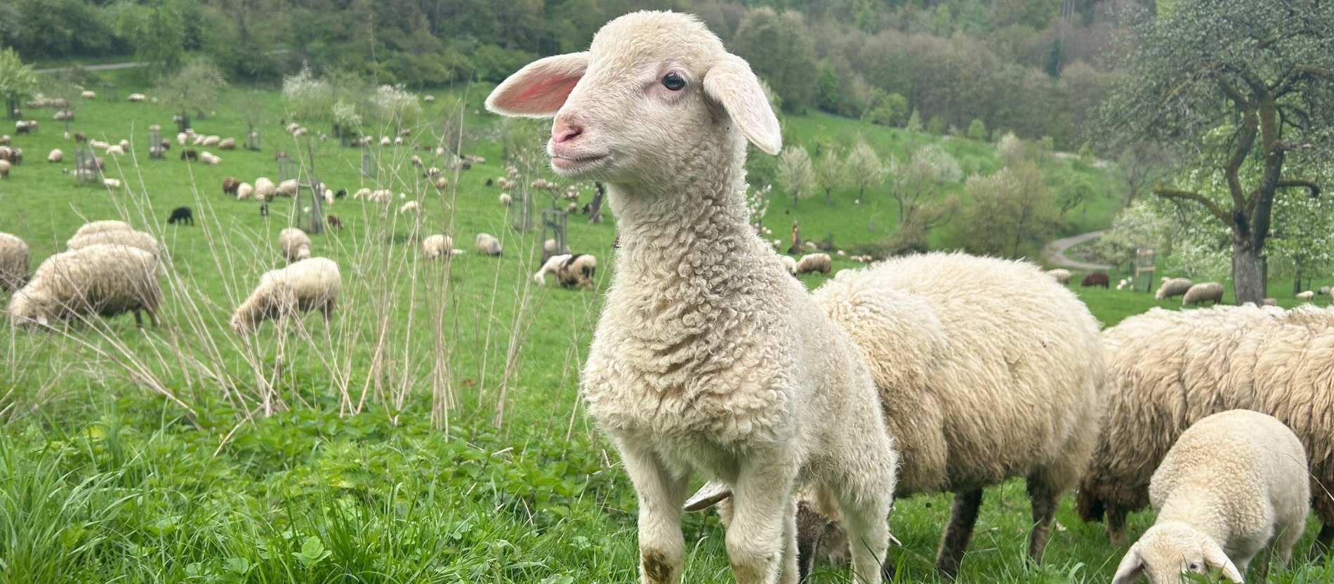 Tiere in der Bibel: Opferlamm und Perlen vor die Säue