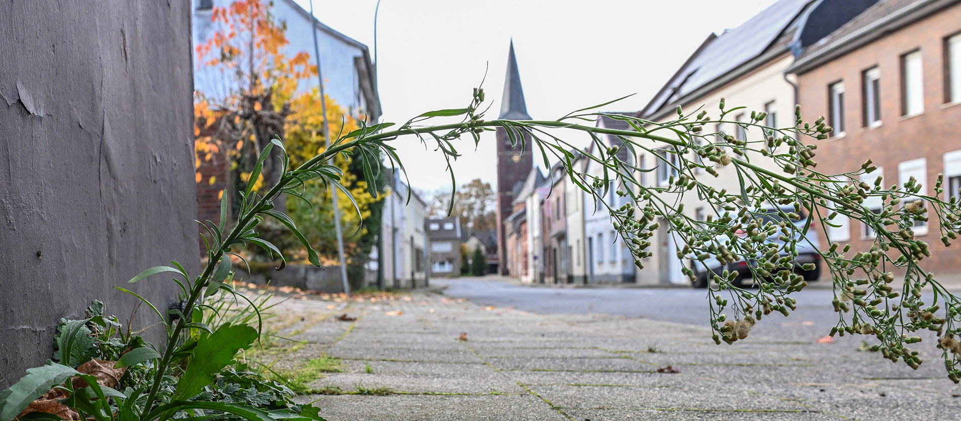 Unkraut wächst auf dem Bürgersteig einer Straße mit größtenteils verlassenen Häusern