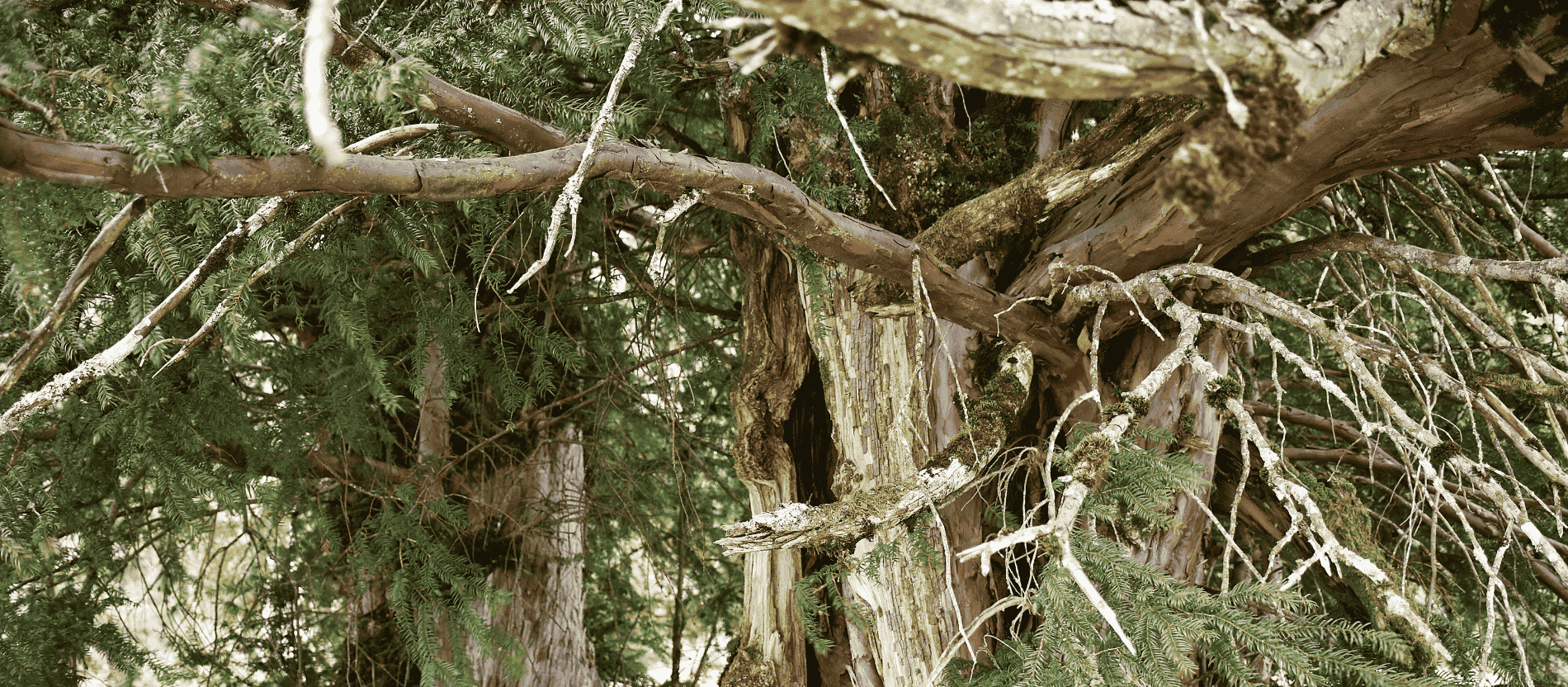 Eibe von Balderschwang, Stamm und Äste