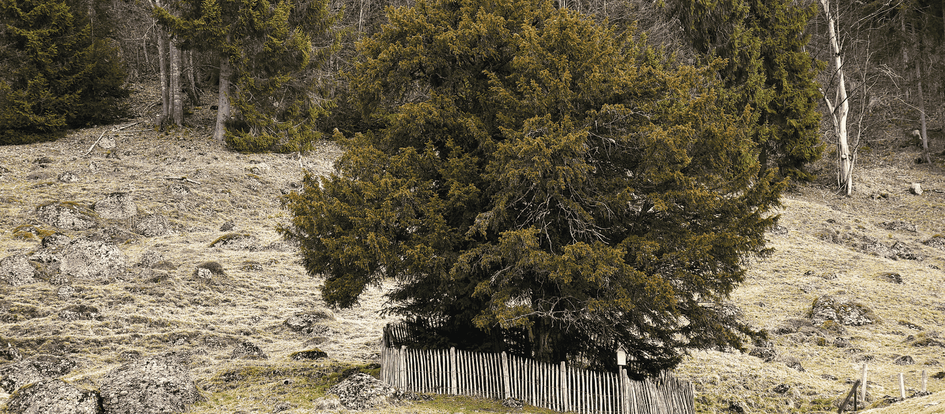 Eibe von Balderschwang, Baum aus der Ferne