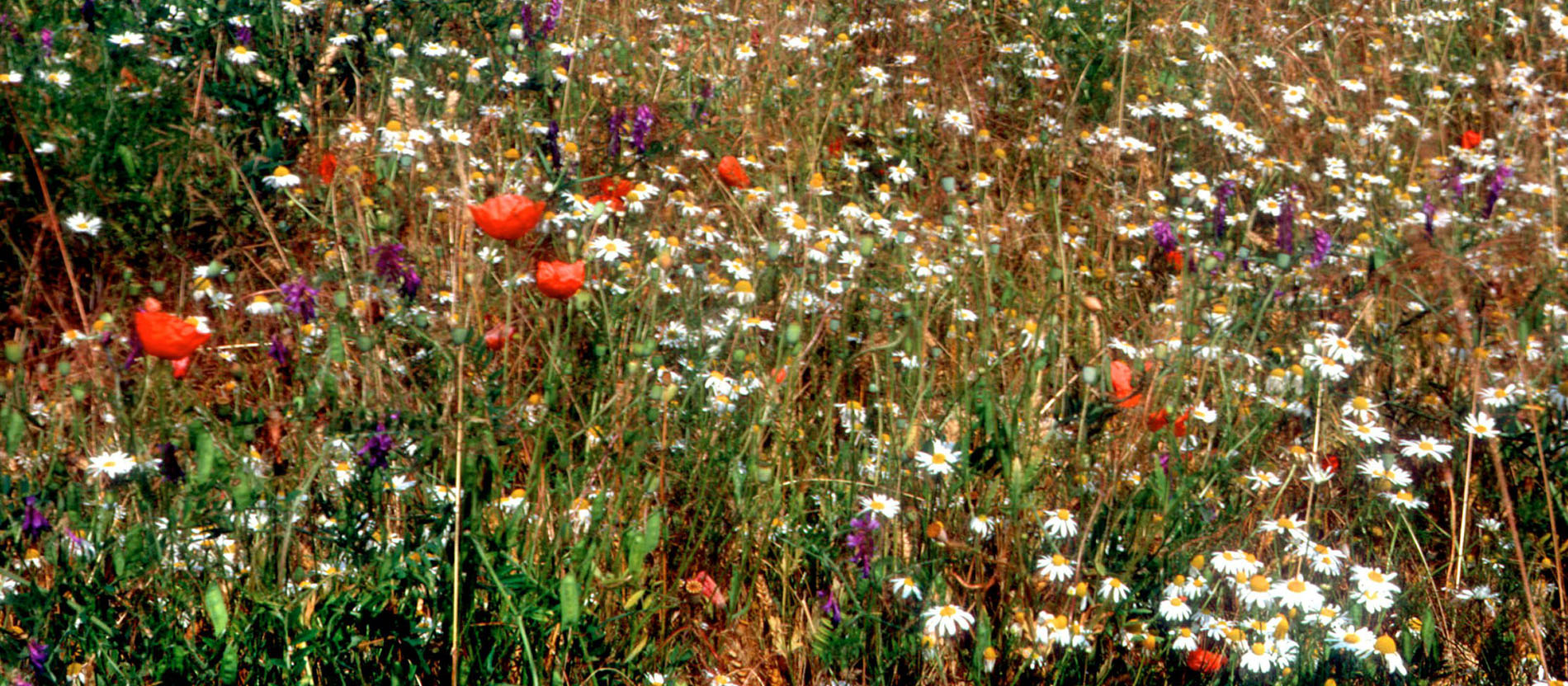 Blumenwiese